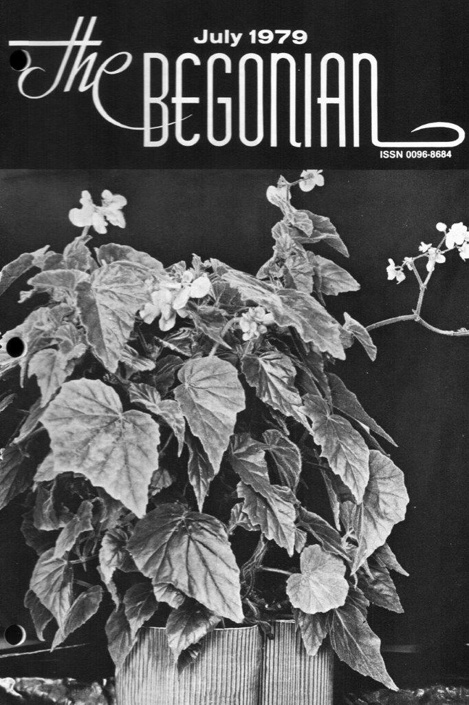 B. ‘Houghtonii’
